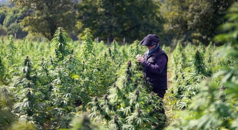 Jouany Chatoux dans un champ de chanvre bio en Creuse - La Ferme Bio de Pigerolles 